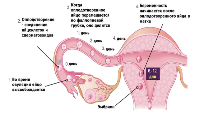Закрепление эмбриона