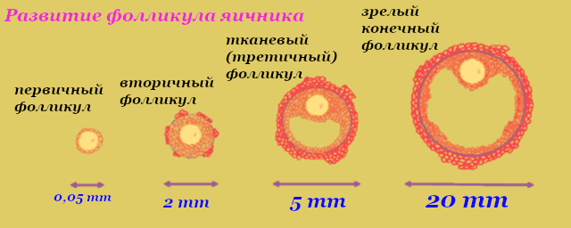 Размеры яйцеклетки при овуляции 15